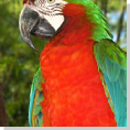 big macaw