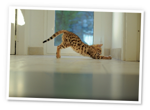 cat stretching